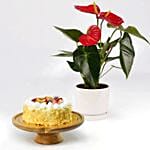 كومبو كيكة الفواكه بدون سكر مع نبات