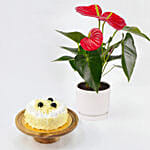 Sugar Free White Forest Cake with Plant