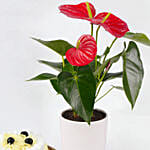 Sugar Free White Forest Cake with Plant