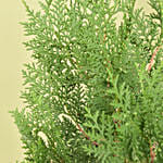 Thuja or White Cedar Plant