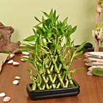 نبتة بامبو أنيقة على شكل مثلث في وعاء زراعي أسود مميز