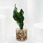 مجموعة أصيص ثلاثي تنقية الهواء