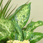 مجموعة نباتات منزلية خضراء و2 كلانشو في بوكس خشبي