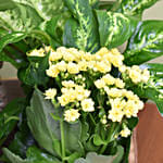 مجموعة نباتات منزلية خضراء و2 كلانشو في بوكس خشبي