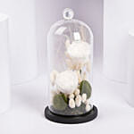 ورد ابيض دائم