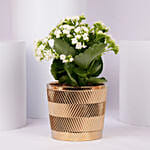 White Kalanchoe In Ceramic Pot