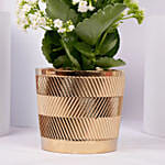 White Kalanchoe In Ceramic Pot