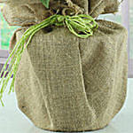 White Poinsettia Plant in Jute Wrapping