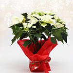 White Poinsettia Plant