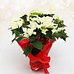 White Poinsettia Plant