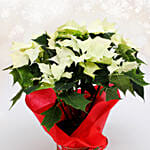 White Poinsettia Plant