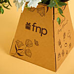 روعة الأبيض | بوكس أزهار بيضاء