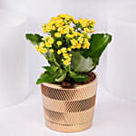 Yellow Kalanchoe In Ceramic Pot
