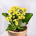 Yellow Kalanchoe In Ceramic Pot