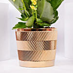 Yellow Kalanchoe In Ceramic Pot