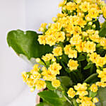 Yellow Kalanchoe In Ceramic Pot