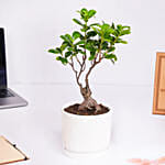 نبتة فيكس بونساي للزينة في وعاء سراميك أبيض