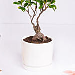 نبتة فيكس بونساي للزينة في وعاء سراميك أبيض