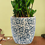 ZZ or Zamioculas Plant in Premium Pot