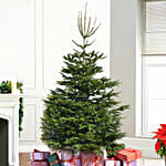 Evergreen Christmas Tree 5 To 6 Feet