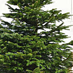Evergreen Christmas Tree 8 To 9 Feet