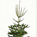Evergreen Christmas Tree 8 To 9 Feet
