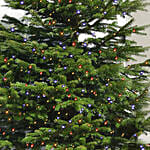Twinkling Led Christmas Tree 8 To 9 Ft