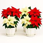 Poinsettia Plant White and Red