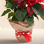 Poinsettia Plant in Natural Jute