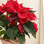 Poinsettia Plant in Natural Jute