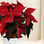 Poinsettia Plant In Wooden Vase