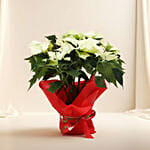 White Poinsettia Plant
