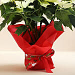 White Poinsettia Plant