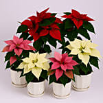 6 Poinsettia Plant Pink Red And White