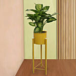 Dieffenbachia Plant in Premium Pot