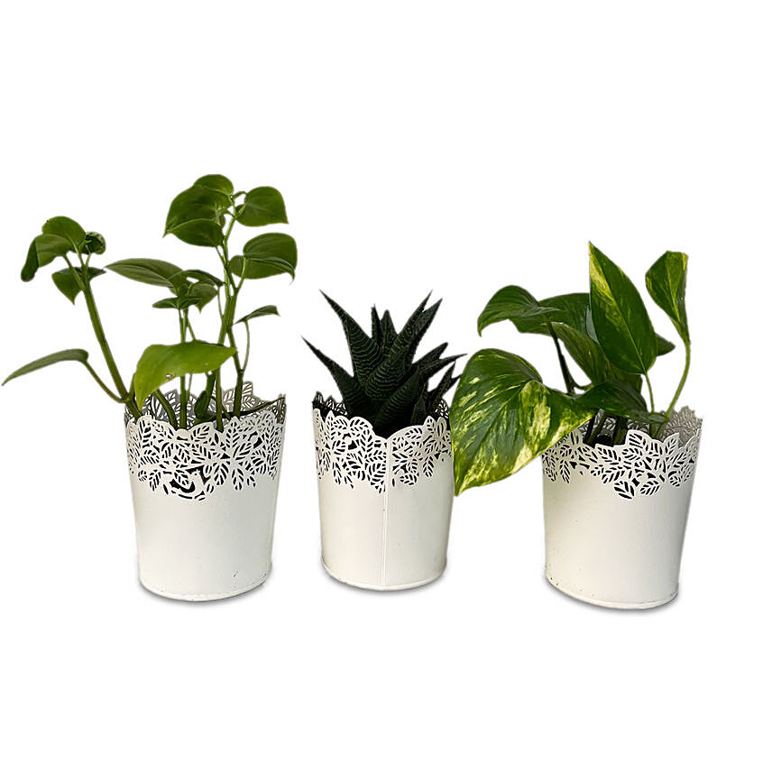 3 Refreshing Plants In Metallic Pots