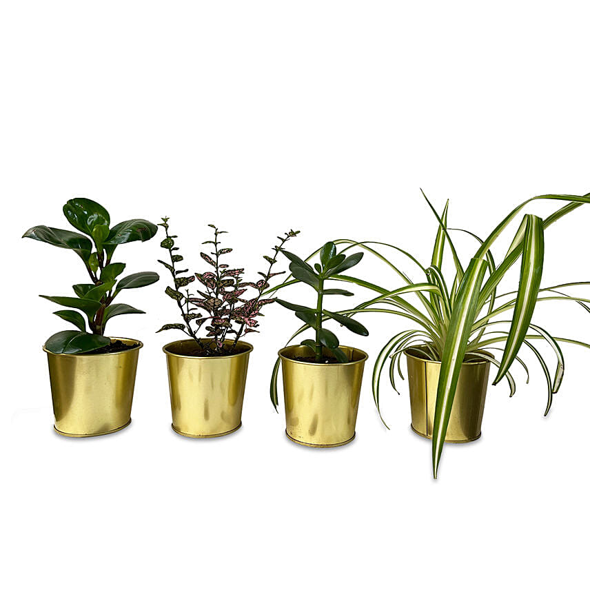 4 Assorted Green Plants In Metallic Pots