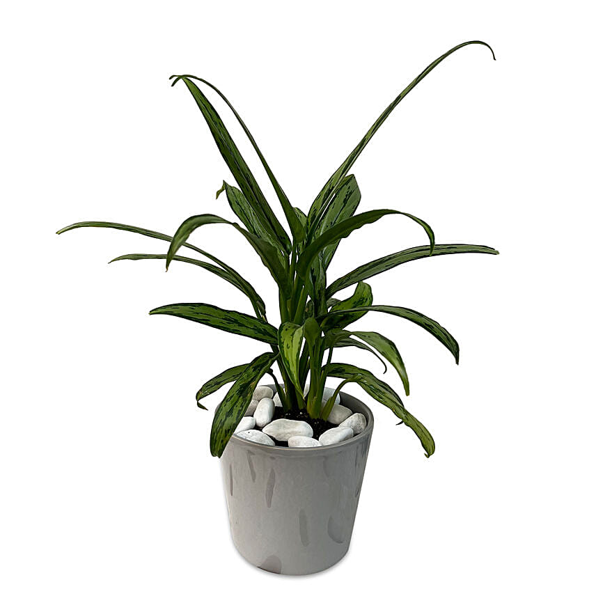 Aglaonema Plant Ceramic Pot