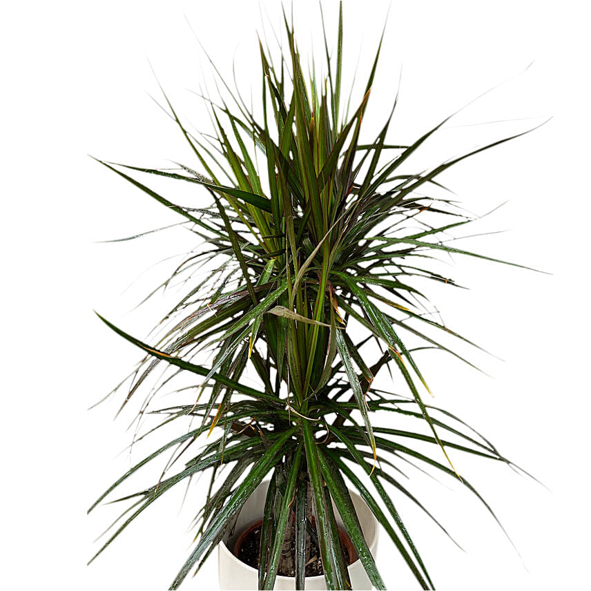 Evergreen Yucca Plant White Pot