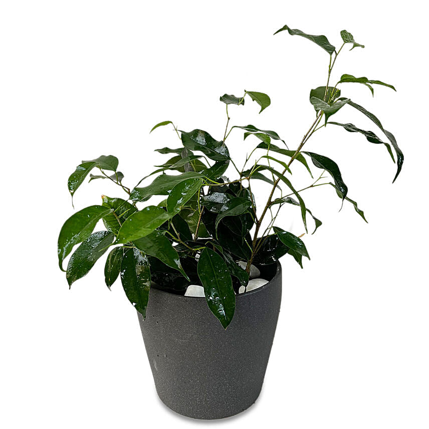 Ficus Benjamina Plant Ceramic Pot