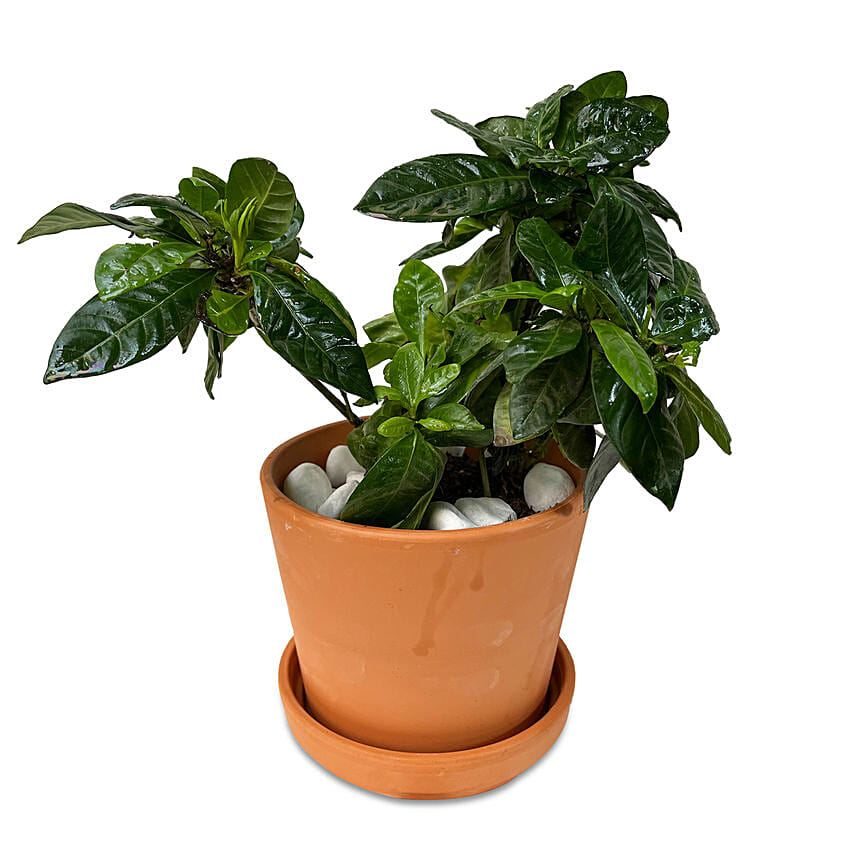 Gardenia Plant Mud Pot