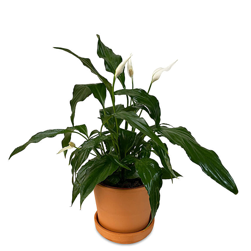 Peace Lily Plant Mud Pot