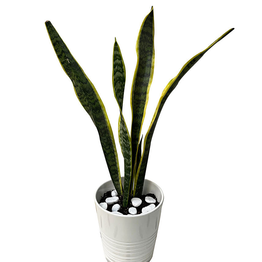 Sansevieria Golden Hani Plant Ceramic Pot