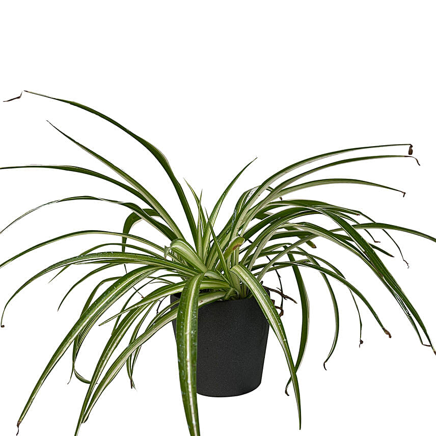 Spider Plant Ceramic Pot