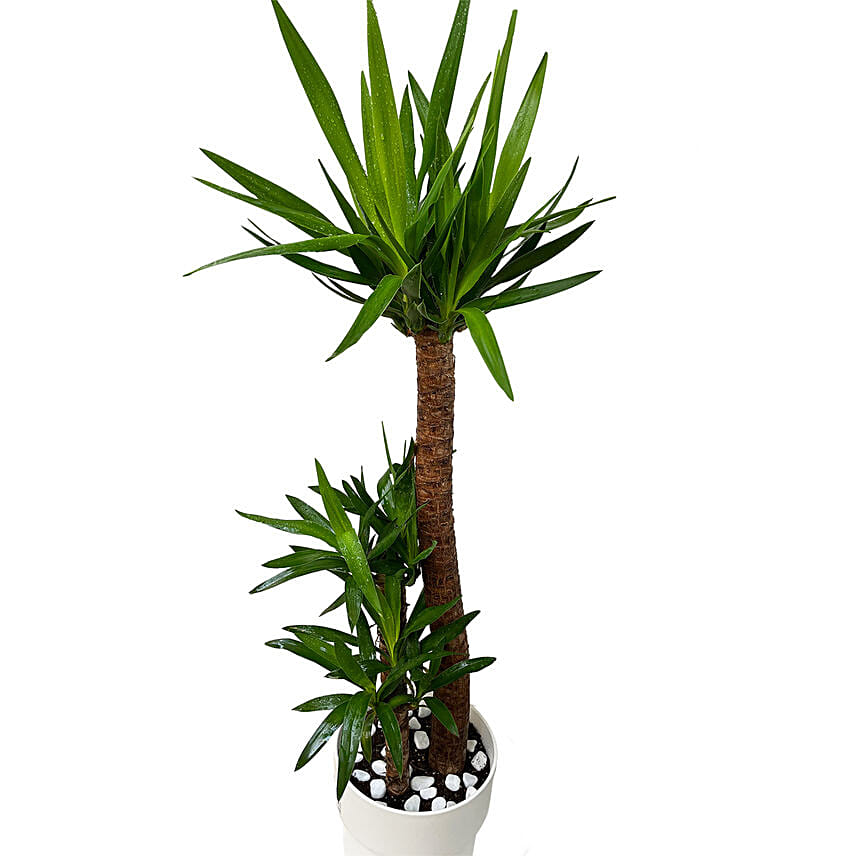 Tall Yucca Plant Pot