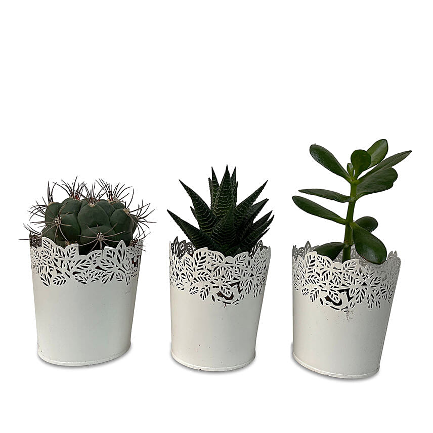 3 Assorted Green Plants In Beautiful Metallic Pots