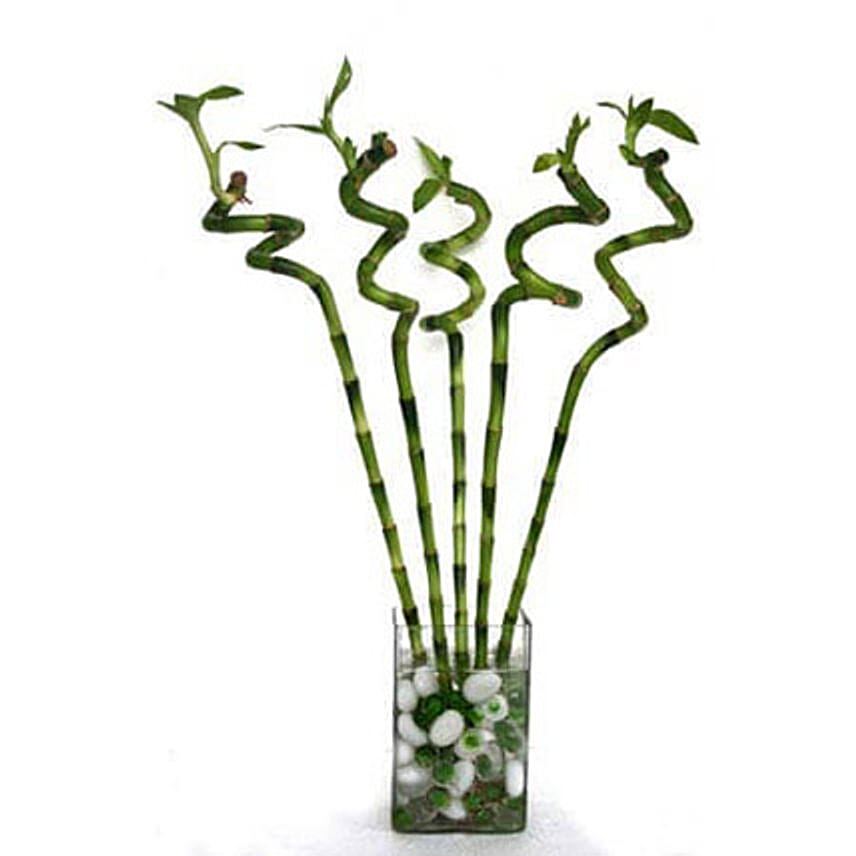 Spiral Bamboo: Send Indoor Plants to Saudi Arabia