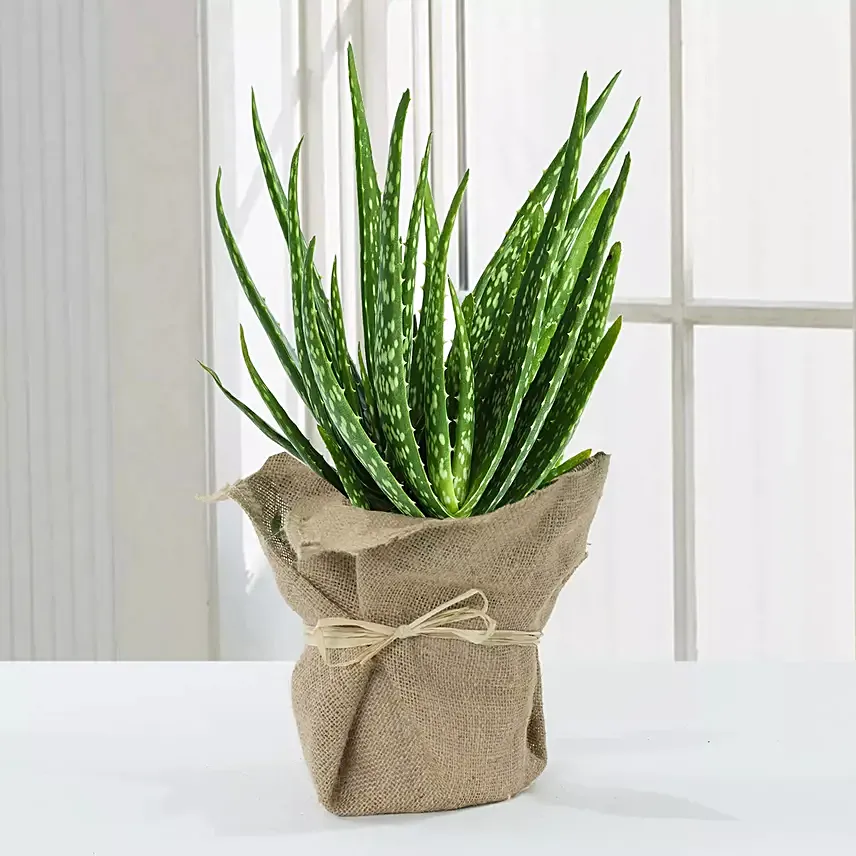 Aloe Vera Plant with Jute Wrapping: 