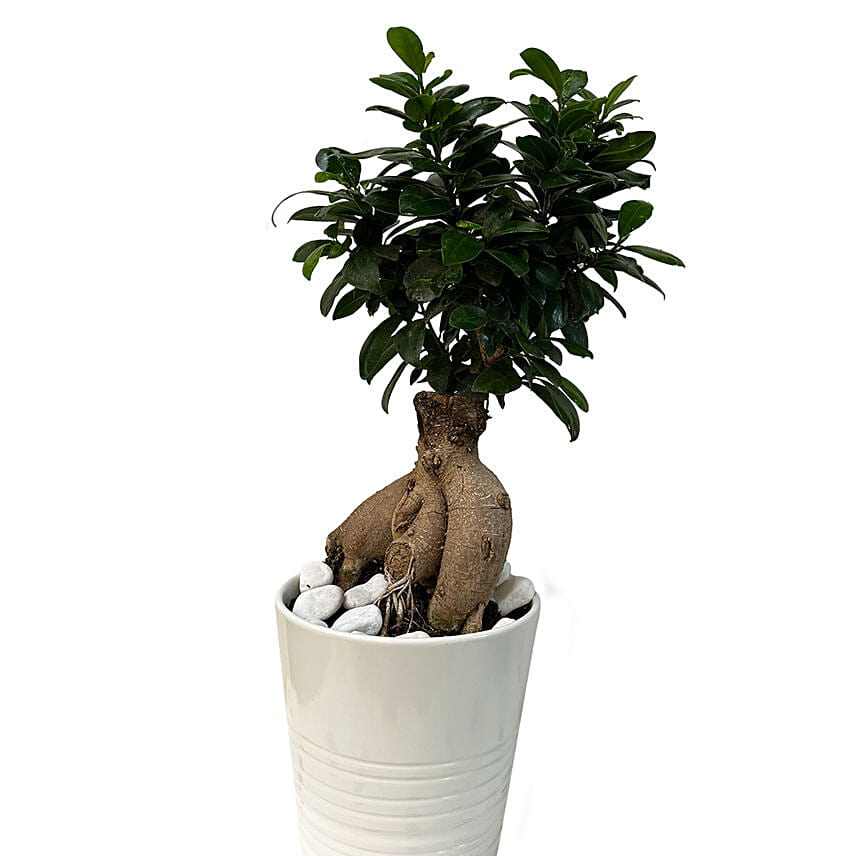 Bonsai Plant Ceramic Pot: Send Plants to Saudi Arabia