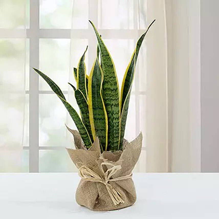 Sanseveria Plant with Jute Wrapping Pot: Send Indoor Plants to Saudi Arabia